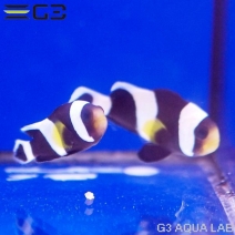 �ۥ磻�ȥ��åס����ͥ�͡��ڥ���[Y305-S0813]