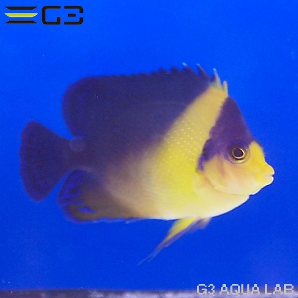 ���ߥ��å�����7.0cm��[Y310-K0905]