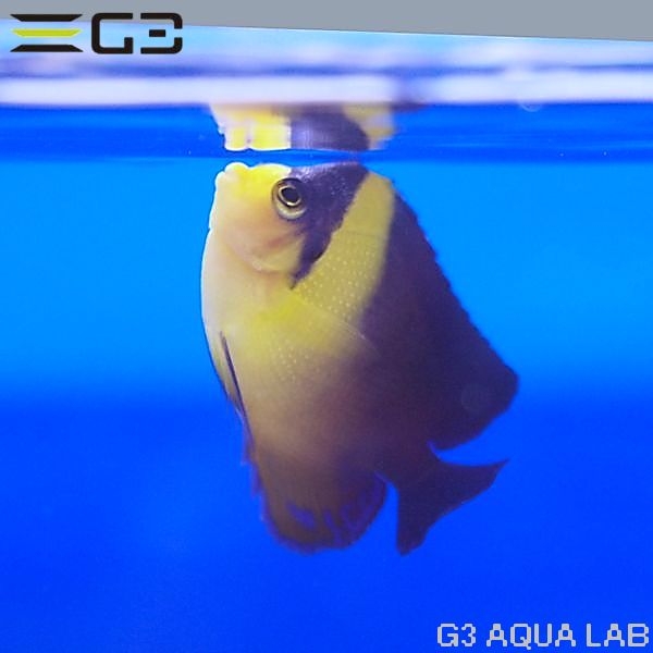 ���ߥ��å�����7.0cm��[Y310-K0905]