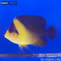 ���ߥ��å�����7.0cm��[Y310-K0905]