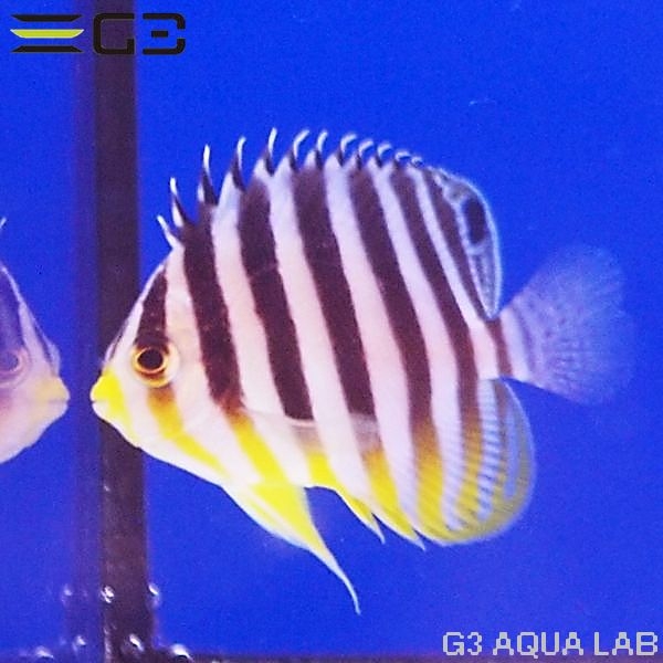 ���ޥ�å�����4.5cm��[Y311-K0909A]