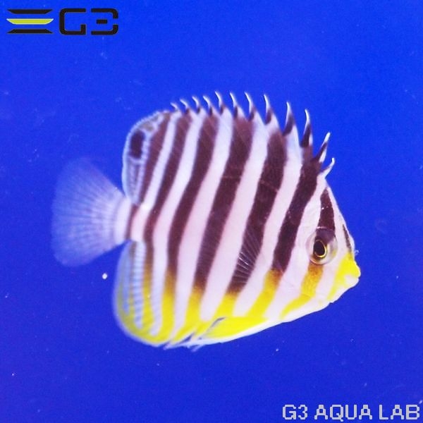 ���ޥ�å�����4.5cm��[Y311-K0909A]