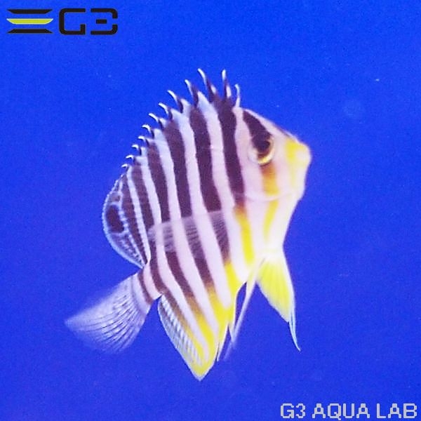 ���ޥ�å�����4.5cm��[Y311-K0909A]