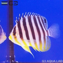 ���ޥ�å�����4.5cm��[Y311-K0909A]