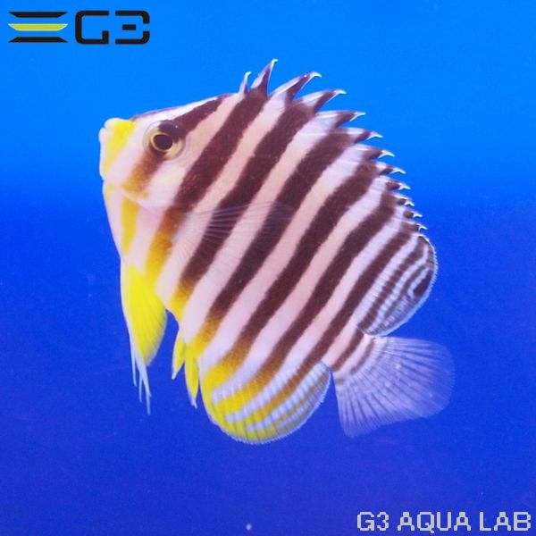 ���ޥ�å�����5.5cm��[Y312-K0909A]