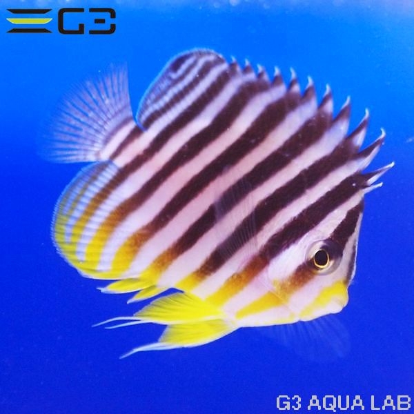 ���ޥ�å�����5.5cm��[Y312-K0909A]