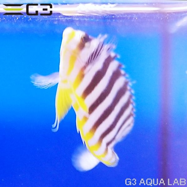 ���ޥ�å�����5.5cm��[Y312-K0909A]