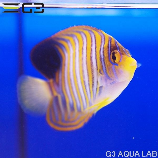 γ����OK���˥�����å�����9cm��[Y313-S1001]