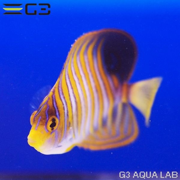 γ����OK���˥�����å�����9cm��[Y313-S1001]