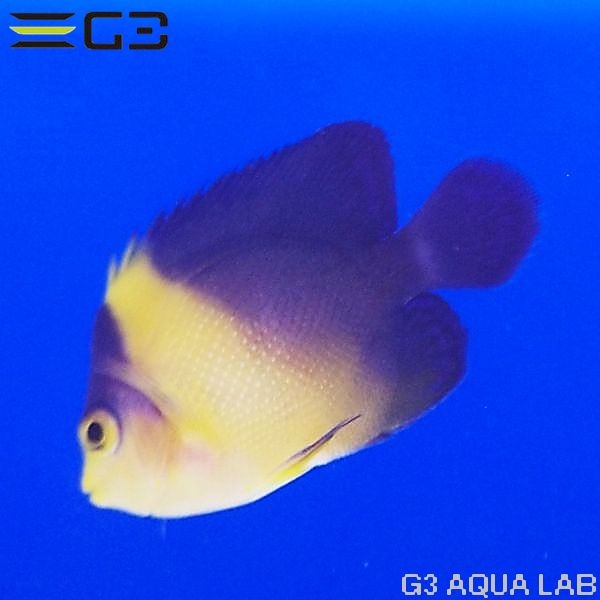 γ����OK�����ߥ��å�����5cm��[Y314-S1001]