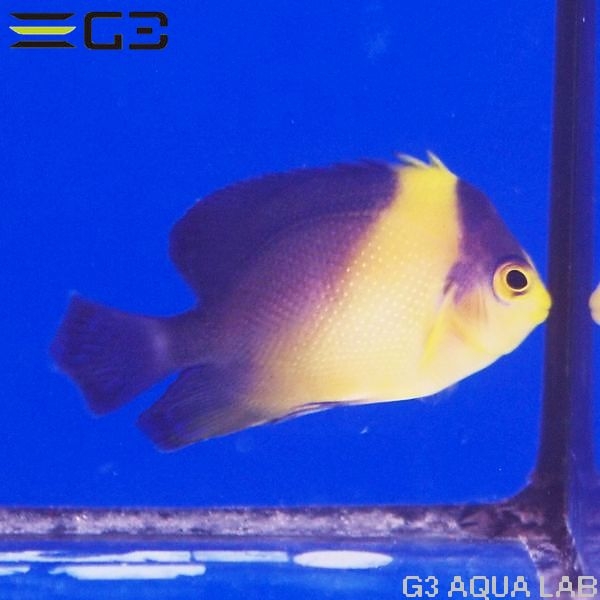 γ����OK�����ߥ��å�����5cm��[Y314-S1001]