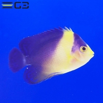 γ����OK�����ߥ��å�����5cm��[Y314-S1001]