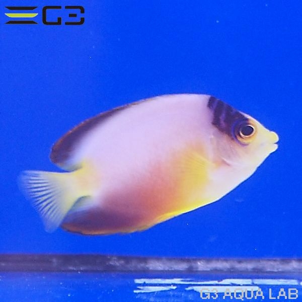 γ����OK���ޥ�����顼���󥼥롡��5.5cm��[Y315-K1009]