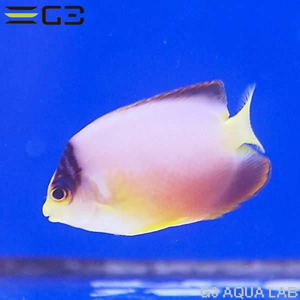 γ����OK���ޥ�����顼���󥼥롡��5.5cm��[Y315-K1009]