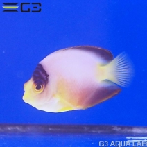 γ����OK���ޥ�����顼���󥼥롡��5.5cm��[Y315-K1009]