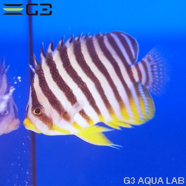 ���ޥ�å���XL����������7.5cm��[Y322-W1025]