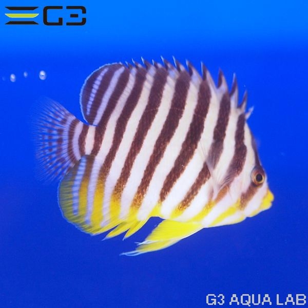 ���ޥ�å���XL����������7.5cm��[Y322-W1025]