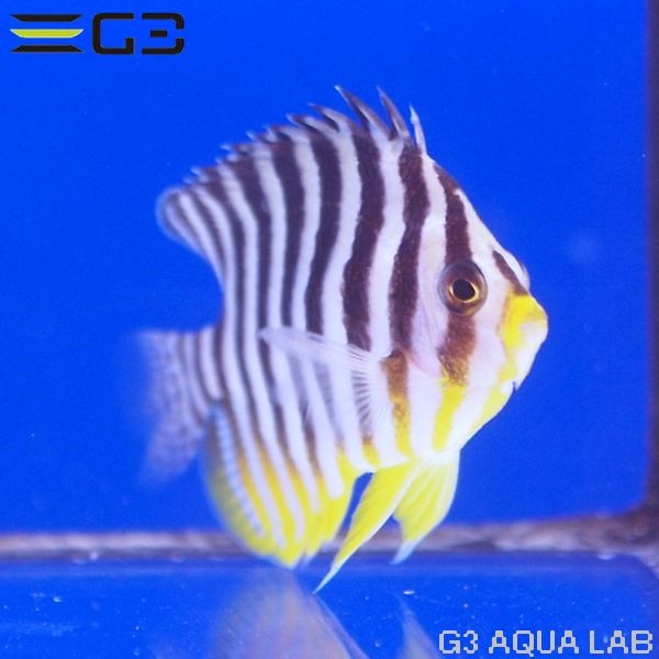 ���ޥ�å���XL����������7.5cm��[Y322-W1025]