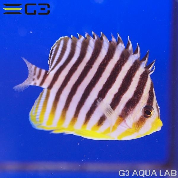 ���ޥ�å���XL����������7.5cm��[Y323-W1025]