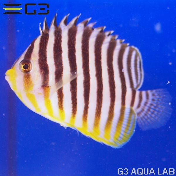 ���ޥ�å���XL����������7.5cm��[Y323-W1025]