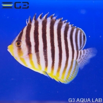 ���ޥ�å���XL����������7.5cm��[Y323-W1025]