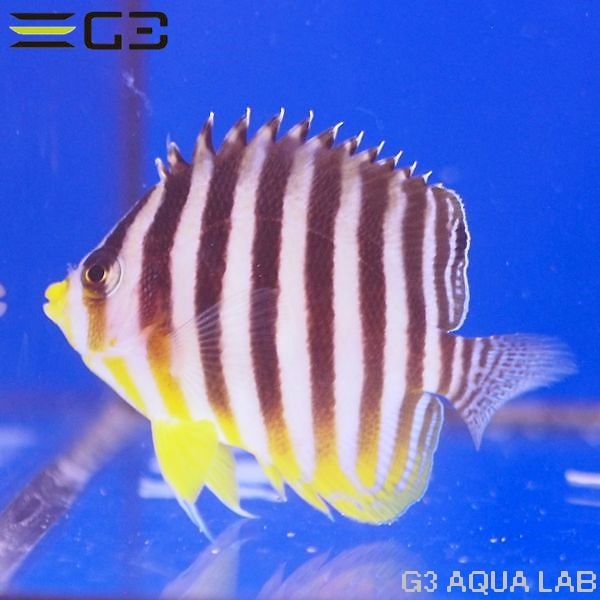 ���ޥ�å�����5.5cm��[Y325-W1108]