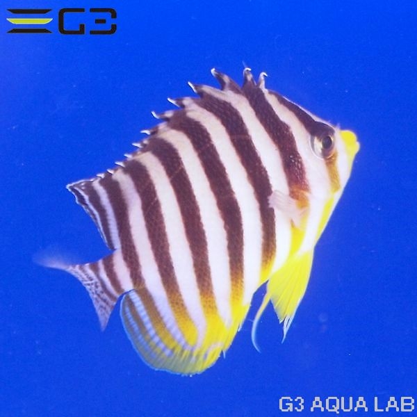 ���ޥ�å�����5.5cm��[Y325-W1108]