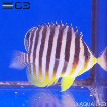 ���ޥ�å�����5.5cm��[Y325-W1108]