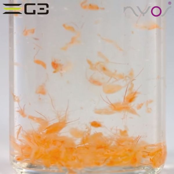 ZEST��NYOS��GOLDPODS ���ڥݡ�����[4934743011169]