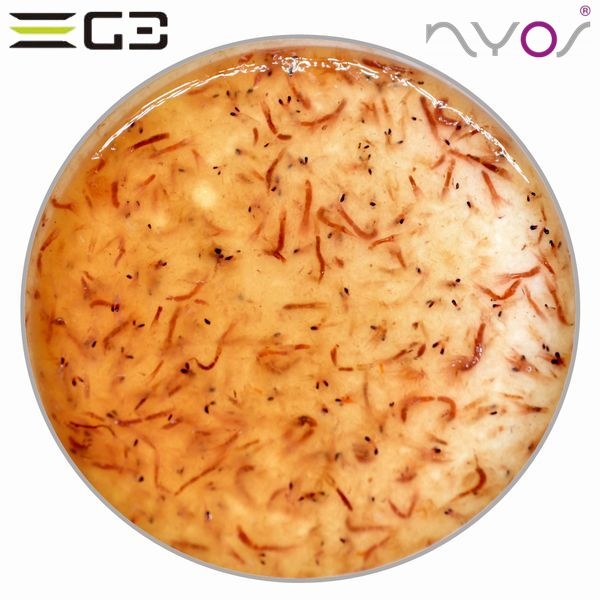 ZEST��NYOS��CHROMYS �ۥ磻�ȥ�����ס�[4934743011152]