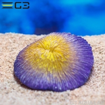 ZEST����ץꥫ���󥴡�S-9��[4934743012432]