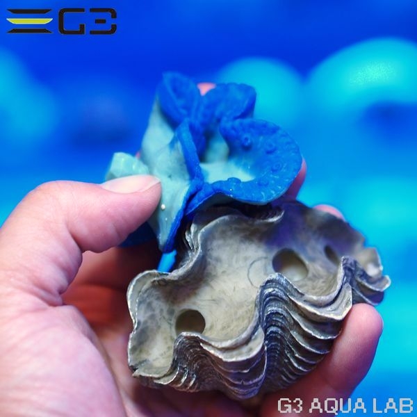 ZEST����ץꥫ���󥴡�S-10��[4934743012449]