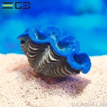 ZEST����ץꥫ���󥴡�S-10��[4934743012449]