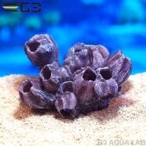 ZEST����ץꥫ���󥴡�M-5��[4934743012456]