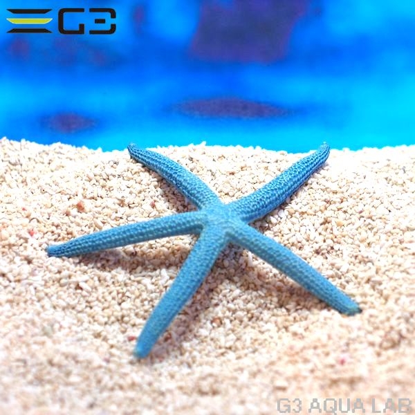 ZEST����ץꥫ���󥴡�M-6��[4934743012463]