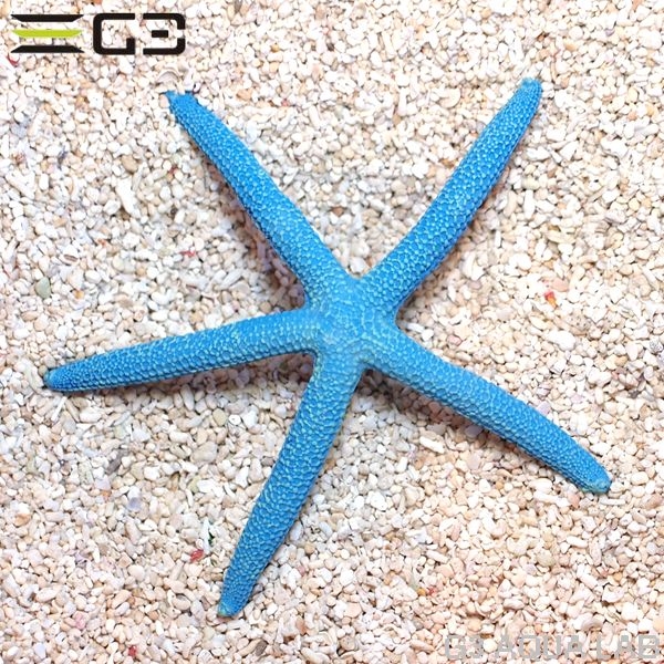 ZEST����ץꥫ���󥴡�M-6��[4934743012463]