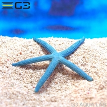 ZEST����ץꥫ���󥴡�M-6��[4934743012463]