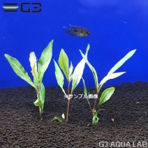 �ڹ񻺡ۥϥ����� ������󥷥� 3�ܡ���P061-0116��