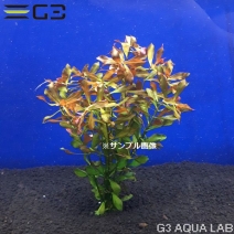 ��ɥ������� �����ǥ������ 10�ܡ���2086-0115��