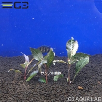 �ڹ񻺡� �ߥ˥ƥ�ץ�ץ��� 3�ܡ���340-0116��