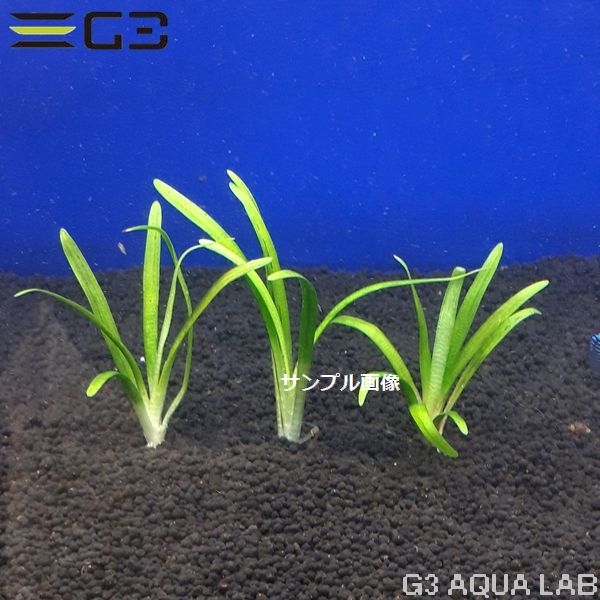 �ڹ񻺡ۥԥ��ߡ��������� �������ꥢ��3�ܡ���P012-0116��