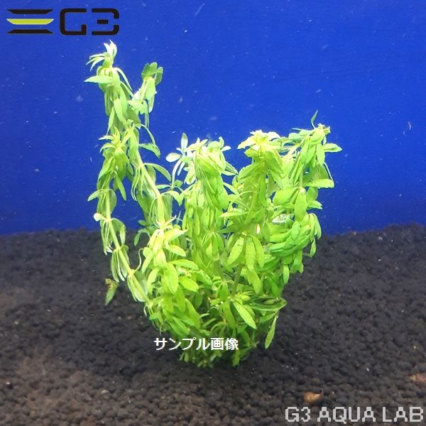 �ڹ񻺡� �٥ȥʥॴ�ޥΥϥ��� 10�ܡ���2537-0116��