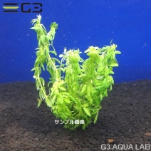 �ڹ񻺡� �٥ȥʥॴ�ޥΥϥ��� 10�ܡ���2537-0116��