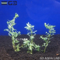 �ڹ񻺡� �ߥꥪ�ե���� sp. �������ʥɥ�� 3�ܡ���68-0116��