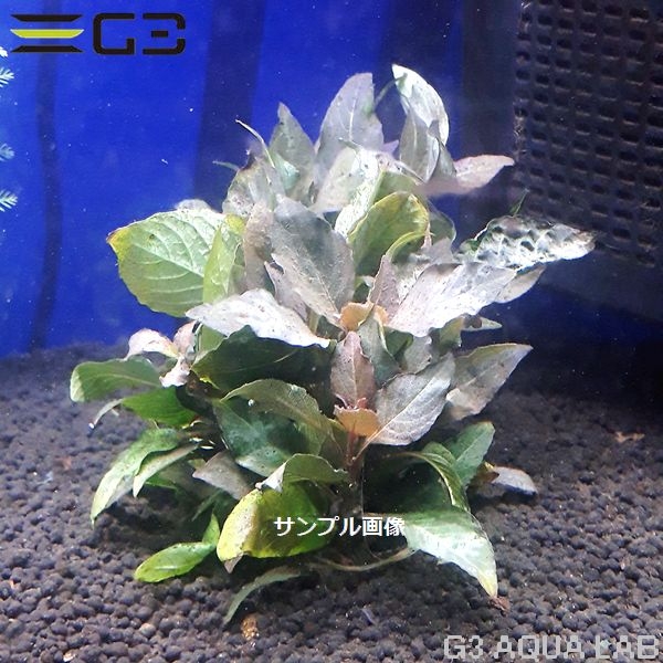 �ڹ񻺡� �ߥ˥ƥ�ץ�ץ��� 10�ܡ���340-0116��