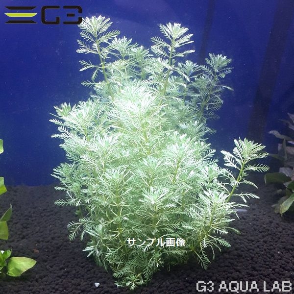 �ڹ񻺡� �ߥꥪ�ե���� sp. �������ʥɥ�� 10�ܡ���68-0116��