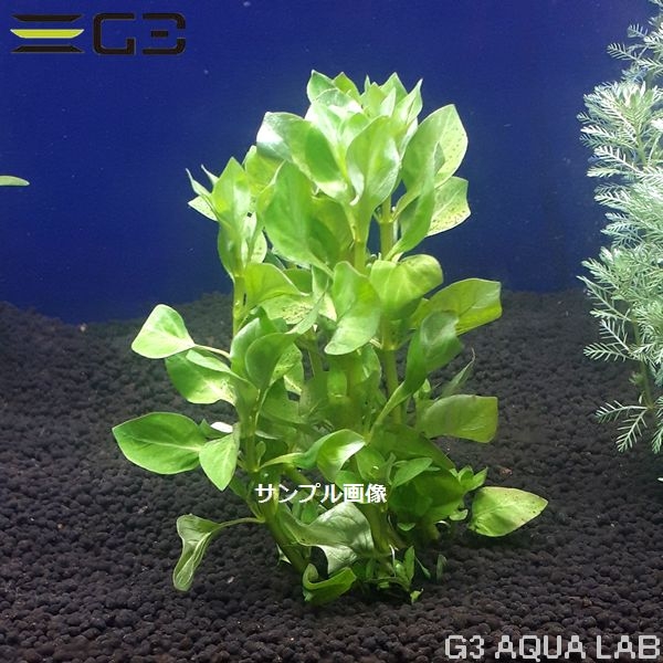 �ڹ񻺡� ��ɥ������� ���꡼�� 10�ܡ���P518-0116��