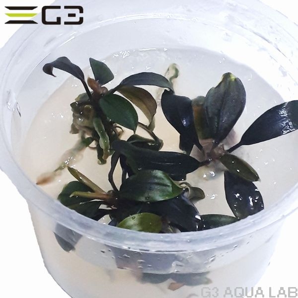 �֥��ե����ɥ� sp. �֥饦�ˡ��������ȡ�̵�����ȿ����ܡ�[C31677]