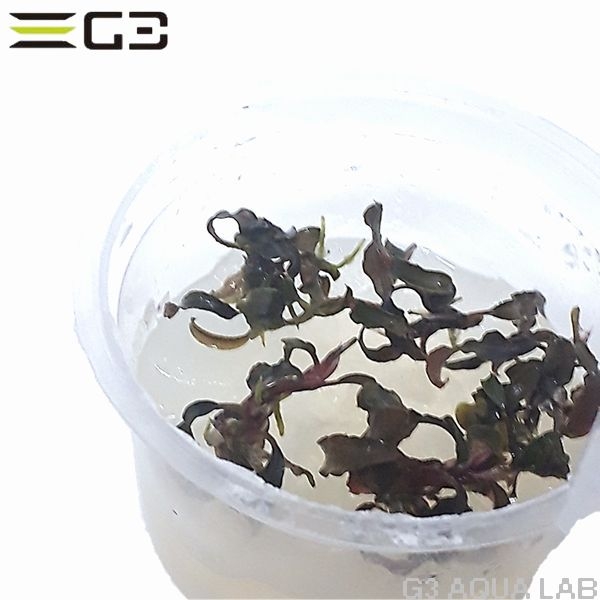 �֥��ե����ɥ� sp. ��������̵�����ȿ����ܡ�[C31535]