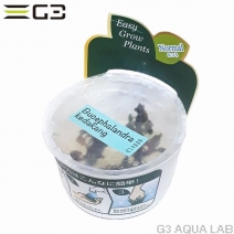 �֥��ե����ɥ� sp. ��������̵�����ȿ����ܡ�[C31535]